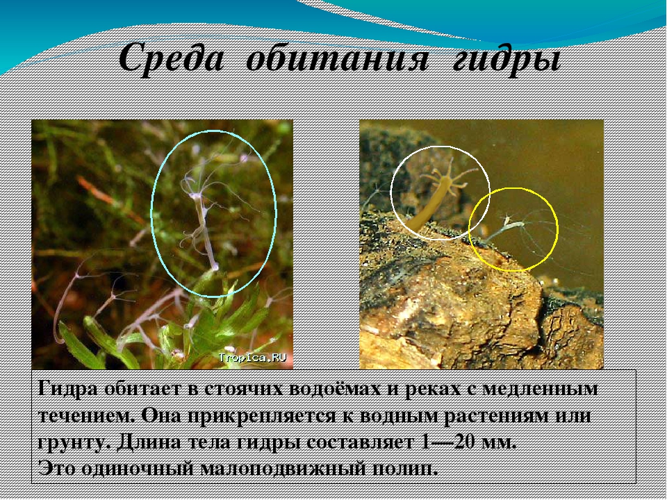 Кракен наркота что это